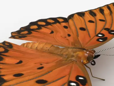 Gulf Fritillary 3D model