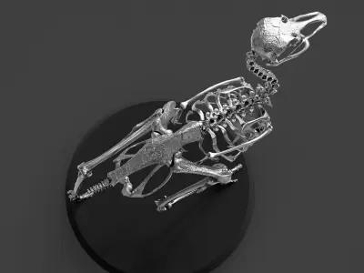 Silver Ostrich Skeleton for Visual Art 3D model
