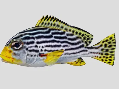 Plectorhinchus lineata Low-poly 3D model