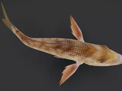 Emperor fish - Lethrinidae Animated 3D model
