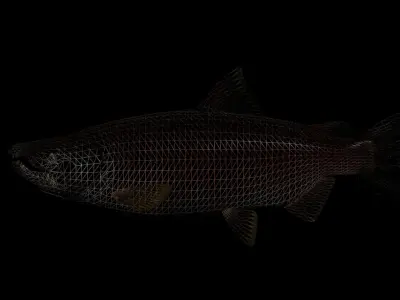 Chinook Salmon 3D model