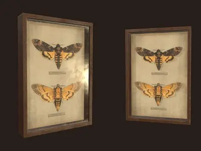 Entomological pictures - PBR Game Ready  Low-poly 3D model