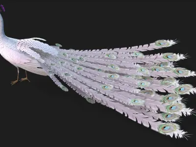 Peacock V3E 3D model