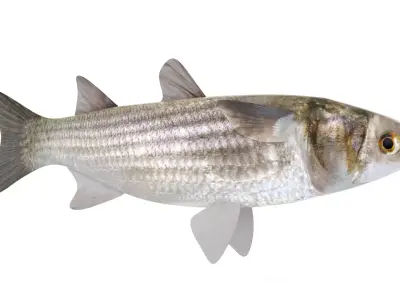 Fish Mullet 3D model