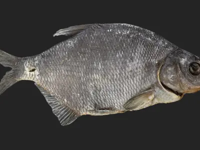 Bream dry fish Low-poly 3D model