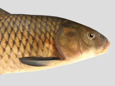Carp Realistic Animated Low-poly 3D model