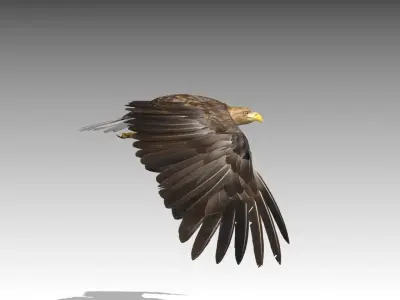 White-tailed Eagle Low-poly 3D model