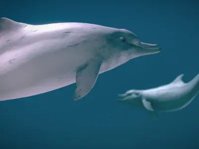 Indo-Pacific Humpback Dolphin 3D model