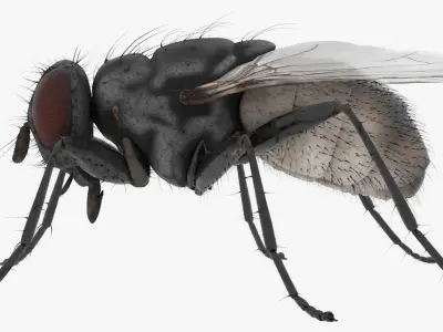 Realistic Housefly Low-poly 3D model