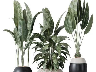 HQ Plants Bird Of ParadiseBird Vase Set06 3D model