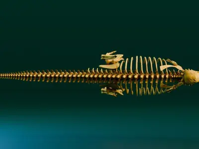 Realistic Ancient Reptilians Fossil - Pachycephalosaurus Low-poly 3D model