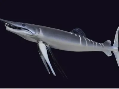 Protosphyraena nitida  Low-poly 3D model