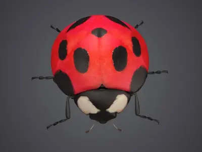 ladybug ladybird beetle bug insect coccinella insects bugs fly 3D model
