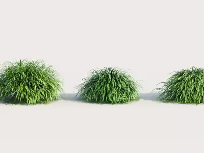 Hakonechloa macra b 3D model