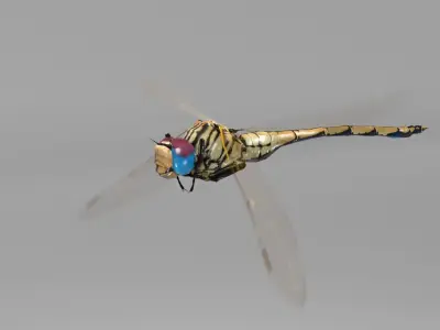 Trithemis Arteriosa Dragonfly - Female Low-poly 3D model