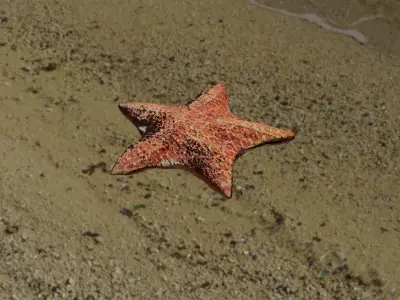 Starfish rusty star in sky Low-poly 3D model