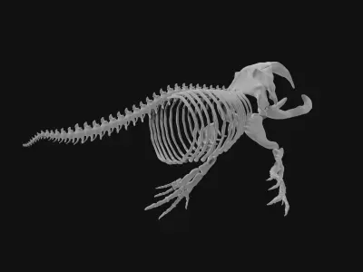 Bowhead Whale Skeleton 3D model