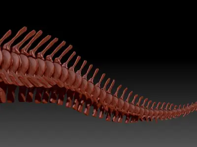 Dinosaur Giganotosaurus Tail Set Skeletons 3D model