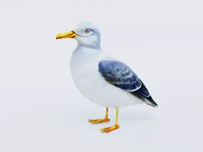 Seagull Free 3D model