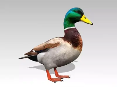 Mallard Duck Low-poly 3D model