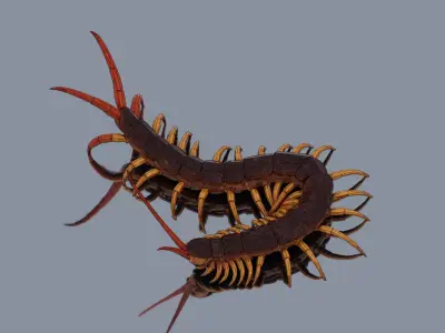 Centipede Low-poly 3D model