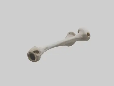 Falcon Humerus 3D model