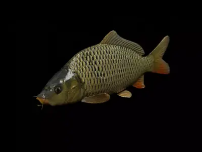 Common carp fish Free low-poly 3D model