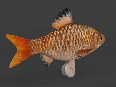 Barb Fish 3D model
