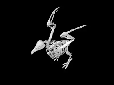 Vulture skeleton Low-poly 3D model