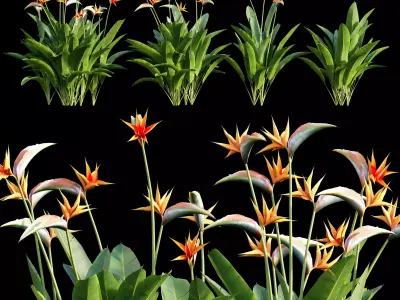 Strelitzia reginae 01 3D model