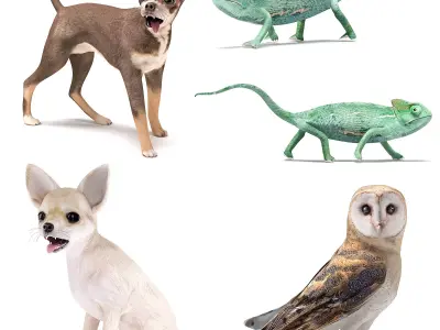 Pets Set barn owl Low-poly 3D model