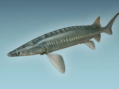 Sturgeon Fish 3D model