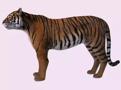 Siberian Tiger 3D model
