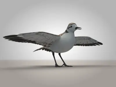 Sandpiper Ruddy Turnstone Bird Low-poly 3D model