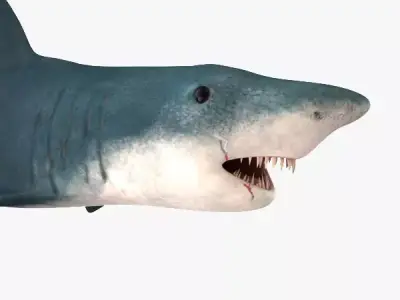 Shark great 3D model