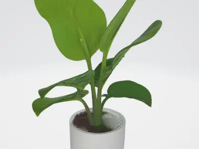 3d model of a plant 3D model