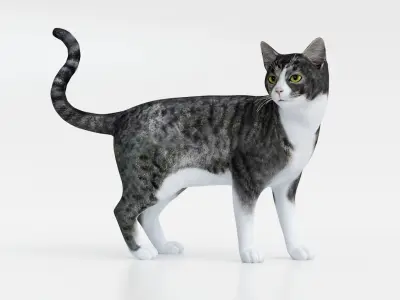 Realistic Cat tabby Low-poly 3D model