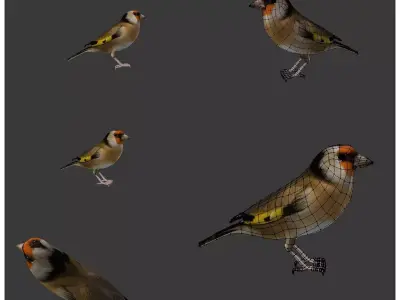 bird golden finch 2 3D model