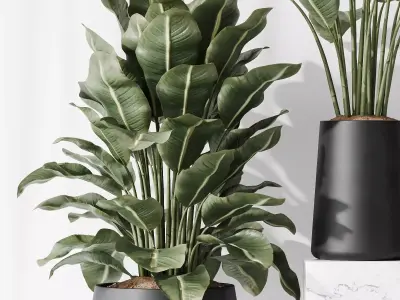 Premium Plant Set High Quality 3D Model Collection 3D model