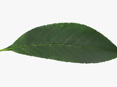 Cherry Leaf 3D model