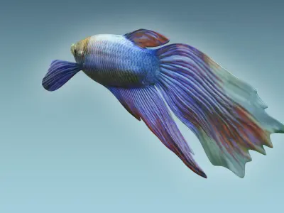 Betta Fish 1 3D model