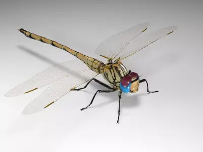 Trithemis Arteriosa Dragonfly - Female Low-poly 3D model