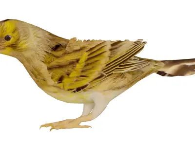 Canary Bird Low-poly 3D model