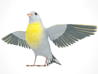 3D Bird Pack Lawrence Finch Male and Female Low-poly 3D model  Low-poly 3D model