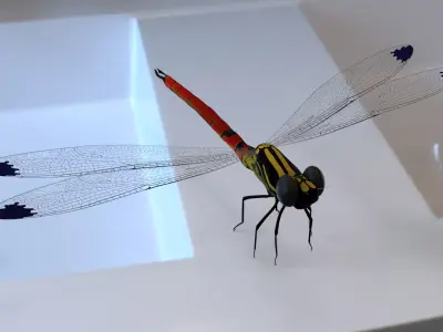 Fiery Jewel dragonfly 3D model