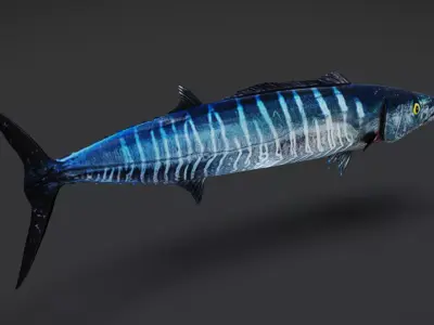 Wahoo Animated 3D model