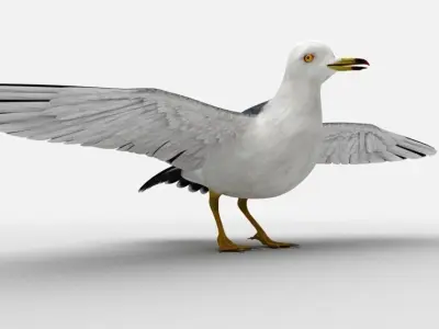 Black-tailed Gull Low-poly 3D model