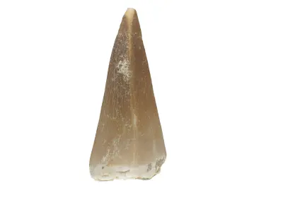 Realistic - Mosasaur Dinosaur Tooth Low-poly 3D model