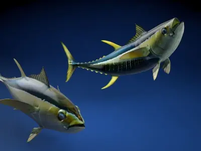 Yellowfin Tuna Fish Low-poly 3D model
