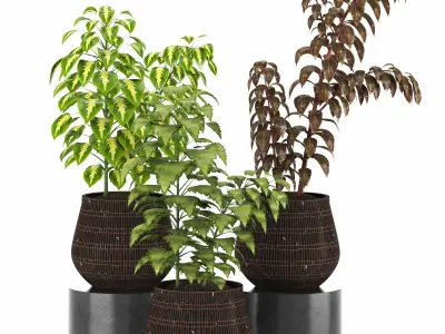 Indoor Plants in Ferm Living Bau Pot Large - Set021 3D model